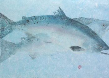 King-Salmon-002-Pair