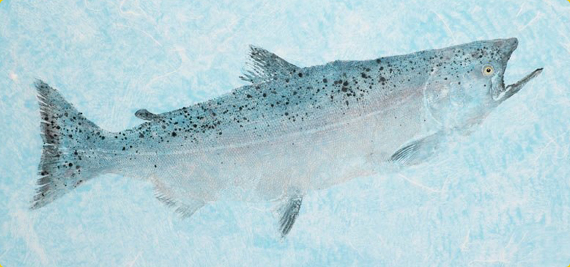 Ocean King Salmon